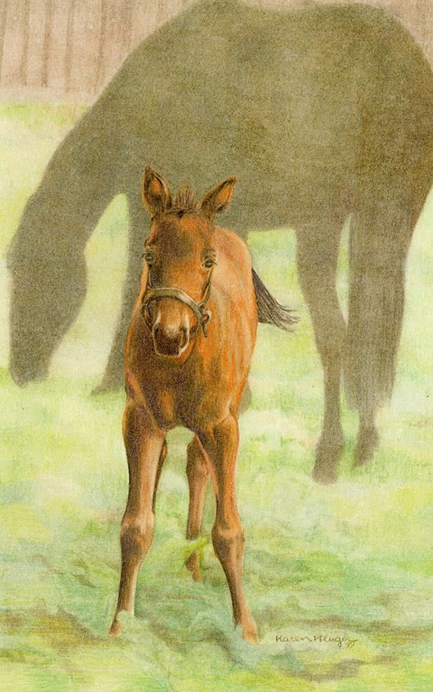 baby horse (2)-01
